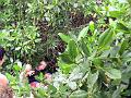 25 - Mangrove 083